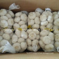 Pure White Garlic with Carton Packing